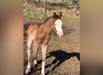 American Paint Horse, Semental, Potro (03/2026), 153 cm, Castaño