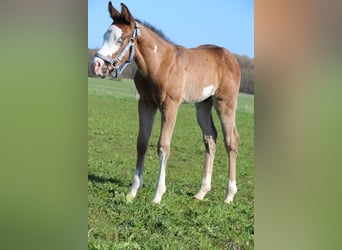 American Paint Horse, Semental, Potro (03/2026), 153 cm, Castaño