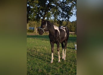 American Paint Horse, Semental, Potro (06/2026), 153 cm, Tobiano-todas las-capas