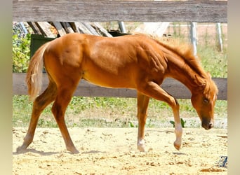 American Paint Horse, Semental, Potro (04/2026), 154 cm, Alazán