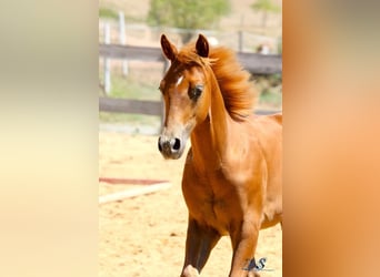 American Paint Horse, Semental, Potro (04/2026), 154 cm, Alazán