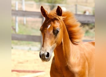 American Paint Horse, Semental, Potro (04/2026), 154 cm, Alazán