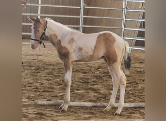 American Paint Horse, Semental, Potro (03/2026), 155 cm