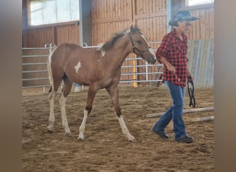 American Paint Horse, Semental, Potro (03/2026), 155 cm