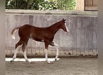 American Paint Horse, Semental, Potro (05/2026), 158 cm, Overo-todas las-capas