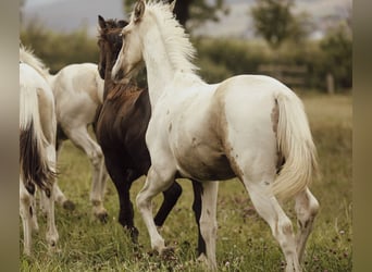 American Paint Horse Mestizo, Semental, Potro (02/2026), 160 cm, Pío