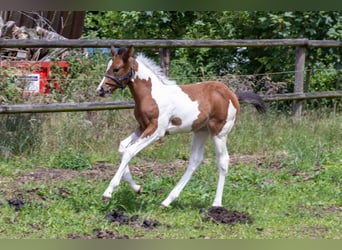 American Paint Horse, Semental, Potro (05/2026), 160 cm, Tobiano-todas las-capas