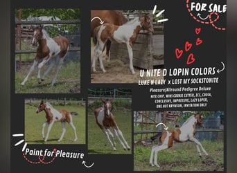 American Paint Horse, Semental, Potro (05/2026), 160 cm, Tobiano-todas las-capas