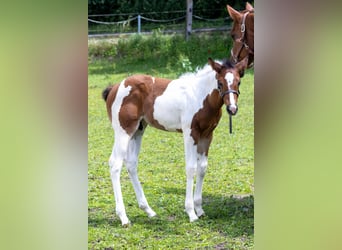 American Paint Horse, Semental, Potro (05/2026), 160 cm, Tobiano-todas las-capas