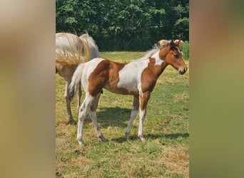 American Paint Horse, Semental, Potro (04/2026), 160 cm, Tobiano-todas las-capas