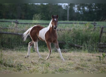 American Paint Horse, Semental, Potro (04/2026), 160 cm, Tobiano-todas las-capas