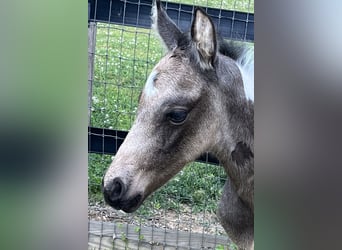American Paint Horse, Semental, Potro (04/2026), 163 cm, Buckskin/Bayo