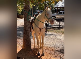 American Paint Horse, Semental, Potro (04/2026), 163 cm, Buckskin/Bayo