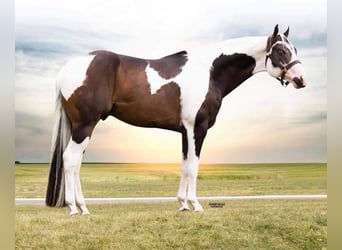 American Paint Horse, Semental, Potro (04/2026), 163 cm, Buckskin/Bayo