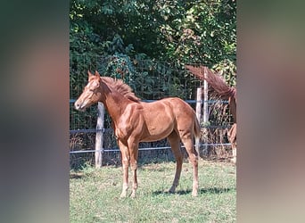 American Paint Horse, Semental, Potro (05/2025), Alazán