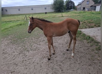 American Paint Horse, Semental, Potro (05/2026), Castaño