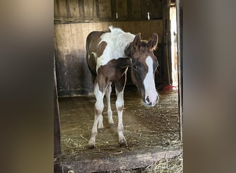 American Paint Horse, Semental, Potro (04/2025), Tobiano-todas las-capas