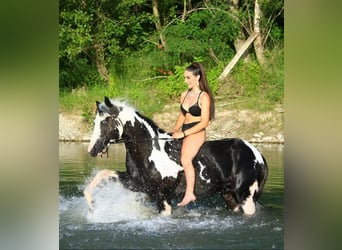 American Paint Horse, Stallion, 10 years, 15 hh, Pinto
