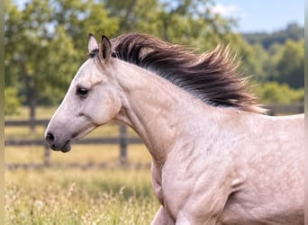 American Paint Horse, Stallion, 1 year, 14.1 hh, Buckskin