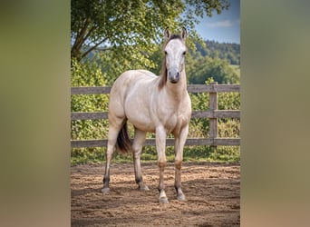 American Paint Horse, Stallion, 1 year, 14.1 hh, Buckskin