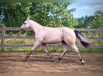 American Paint Horse, Stallion, 1 year, 14.1 hh, Buckskin