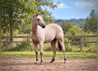 American Paint Horse, Stallion, 1 year, 14.1 hh, Buckskin
