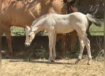 American Paint Horse, Stallion, 1 year, 14.1 hh, Buckskin