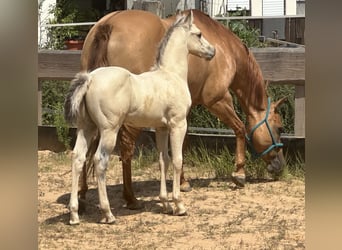 American Paint Horse, Stallion, 1 year, 14.1 hh, Buckskin