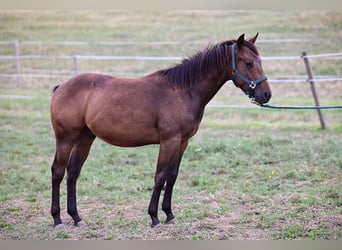 American Paint Horse, Stallion, 1 year, 14.2 hh, Brown