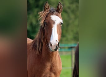 American Paint Horse, Stallion, 1 year, 14.2 hh, Overo-all-colors
