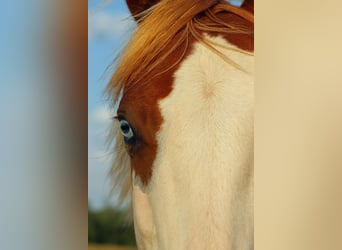 American Paint Horse, Stallion, 1 year, 14.2 hh, Overo-all-colors