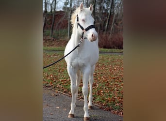 American Paint Horse, Stallion, 1 year, 14.2 hh, Overo-all-colors