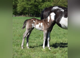 American Paint Horse, Stallion, 1 year, 14.2 hh, Overo-all-colors