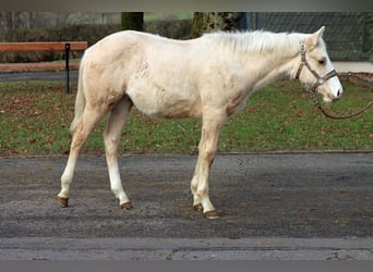 American Paint Horse, Stallion, 1 year, 14.2 hh, Palomino