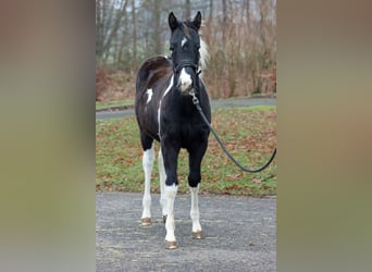 American Paint Horse, Stallion, 1 year, 14.2 hh, Tobiano-all-colors