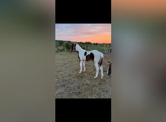 American Paint Horse, Stallion, 1 year, 14.2 hh, Tobiano-all-colors