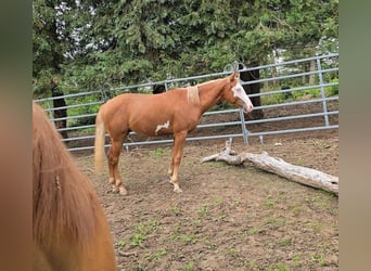 American Paint Horse, Stallion, 1 year, 14.3 hh, Chestnut-Red