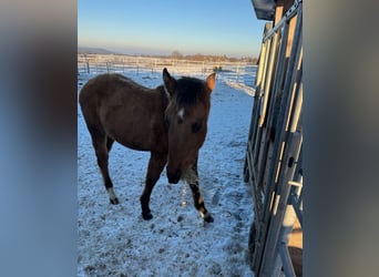 American Paint Horse, Stallion, 1 year, 14.3 hh