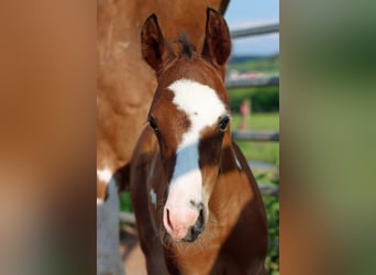 American Paint Horse, Stallion, 1 year, 14,2 hh, Overo-all-colors