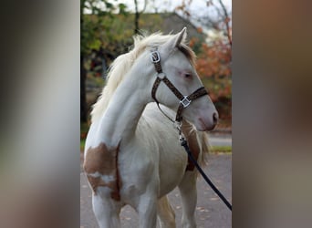 American Paint Horse, Stallion, 1 year, 14,2 hh, Overo-all-colors