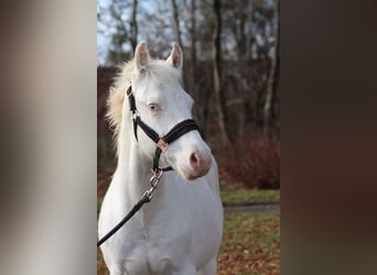 American Paint Horse, Stallion, 1 year, 14,2 hh, Overo-all-colors