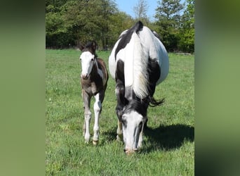 American Paint Horse, Stallion, 1 year, 14,2 hh, Overo-all-colors