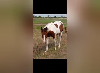 American Paint Horse, Stallion, 1 year, 14,2 hh, Tobiano-all-colors