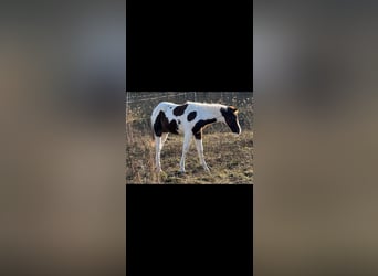 American Paint Horse, Stallion, 1 year, 14,2 hh, Tobiano-all-colors
