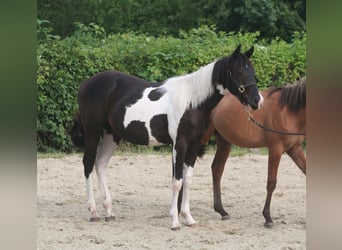 American Paint Horse, Stallion, 1 year, 14,3 hh, Black