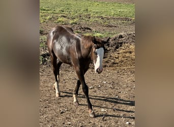 American Paint Horse, Stallion, 1 year, 15.1 hh, Black