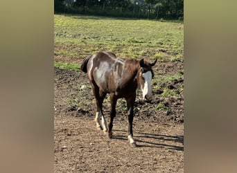American Paint Horse, Stallion, 1 year, 15.1 hh, Black