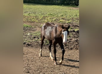 American Paint Horse, Stallion, 1 year, 15.1 hh, Black