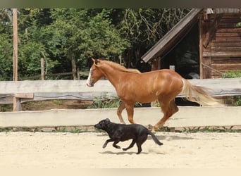 American Paint Horse, Stallion, 1 year, 15.1 hh, Chestnut-Red