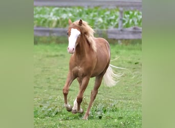 American Paint Horse, Stallion, 1 year, 15.1 hh, Chestnut-Red